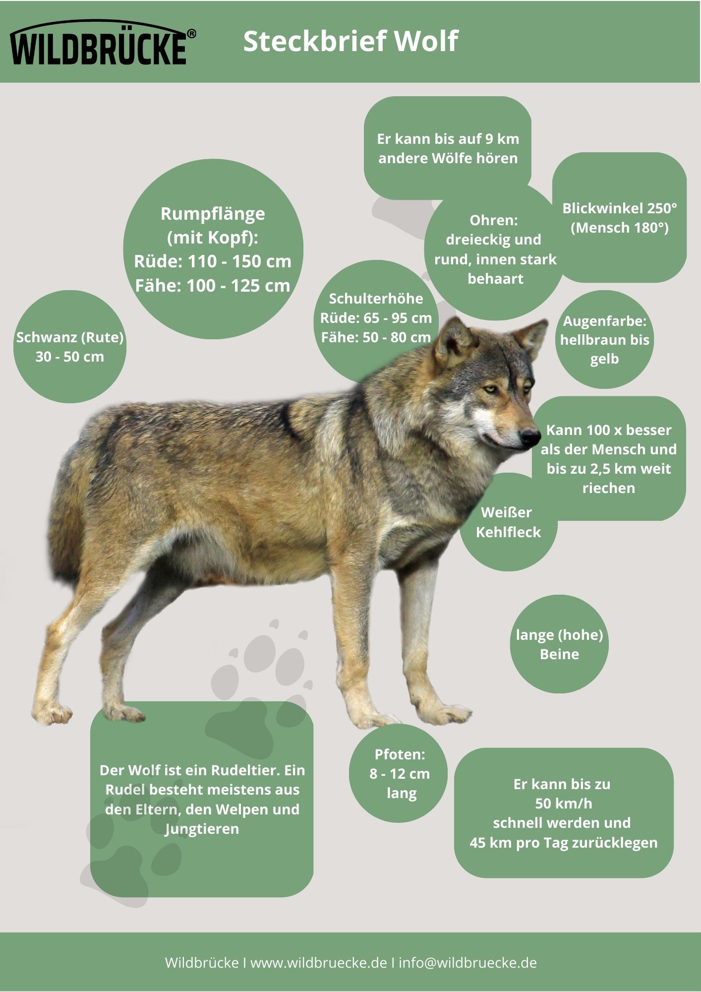 Steckbrief Wolf - Unterrichtsmaterial Wildtiere in Deutschland