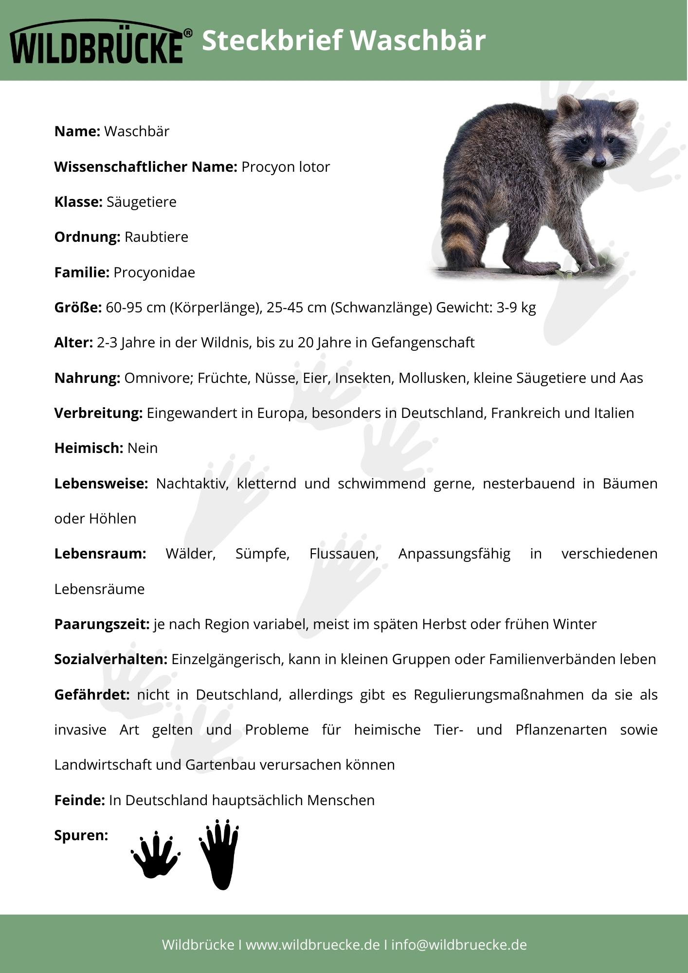Steckbrief WaschbÃ¤r - Unterrichtsmaterial Wildtiere in Deutschland