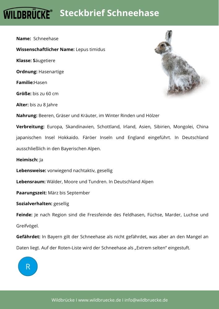 Steckbrief Schneehase - Unterrichtsmaterial Wildtiere in Deutschland