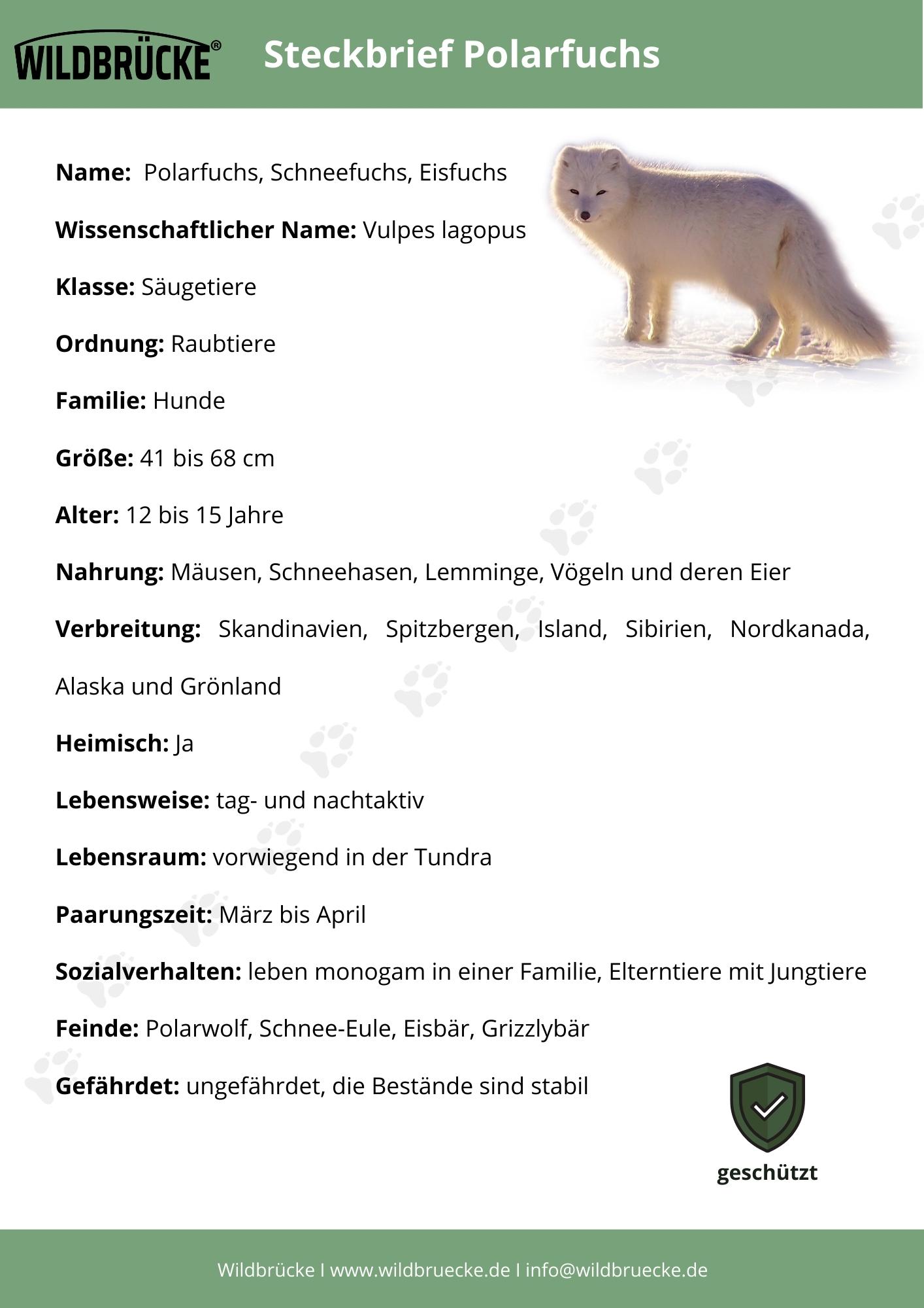 Steckbrief Polarfuchs - Unterrichtsmaterial Wildtiere in Deutschland