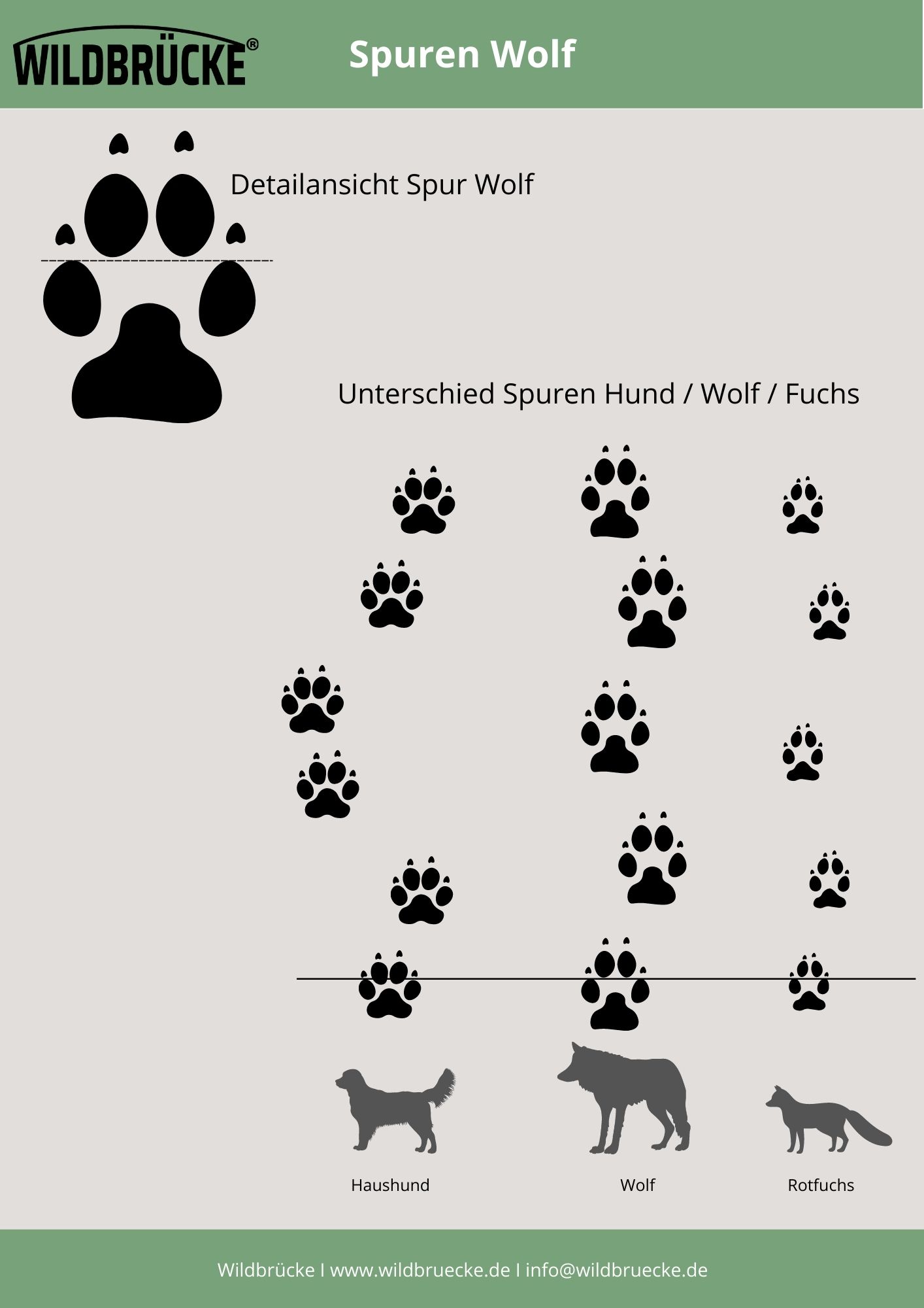 Spuren im Schnee Wolf, Hund, Fuchs - Unterrichtsmaterial Wildtiere in Deutschland